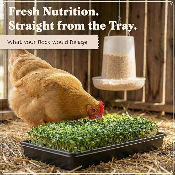 Seedboy Organic Non-GMO Microgreens Seeds for Chickens, Golden Yolk Blend - USA Grown Sprouting Mix with Alfalfa, Clover, Sunflower, Wheatgrass - 8 oz Bag