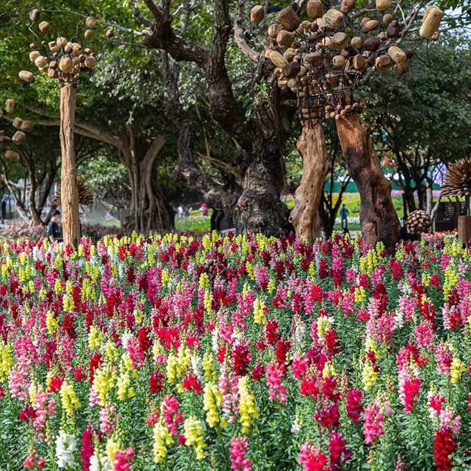 Snap Dragon Seeds for Planting Outdoor,5001+Mixed Snapdragon Flower Seeds,Flower Seeds Perennial Non GMO Heirloom for Outdoor Garden