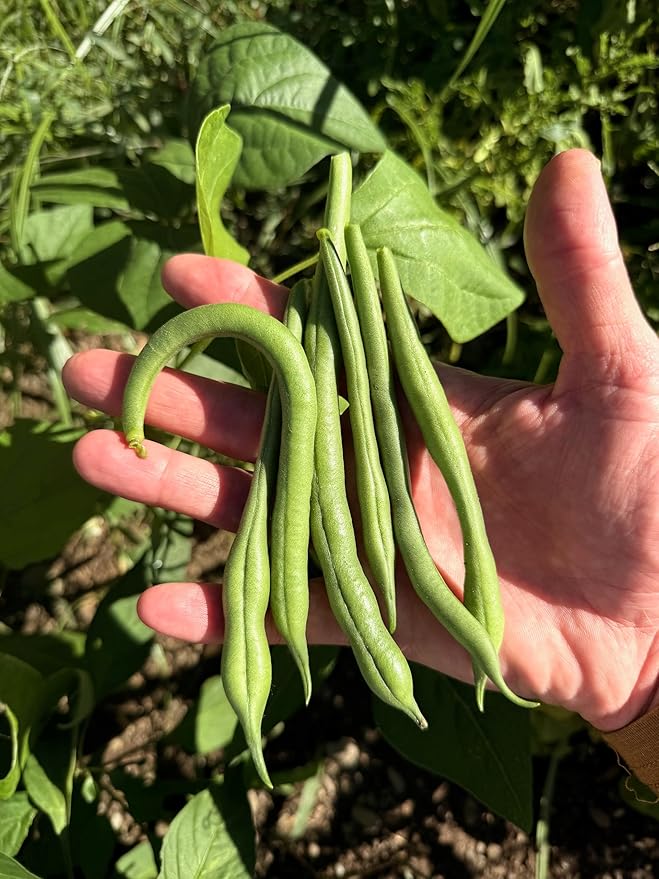 Plant Good Seed Organic Jade Bush Bean Seeds for Planting: Heirloom Vegetable, Green Pods - 25 Seed Packet