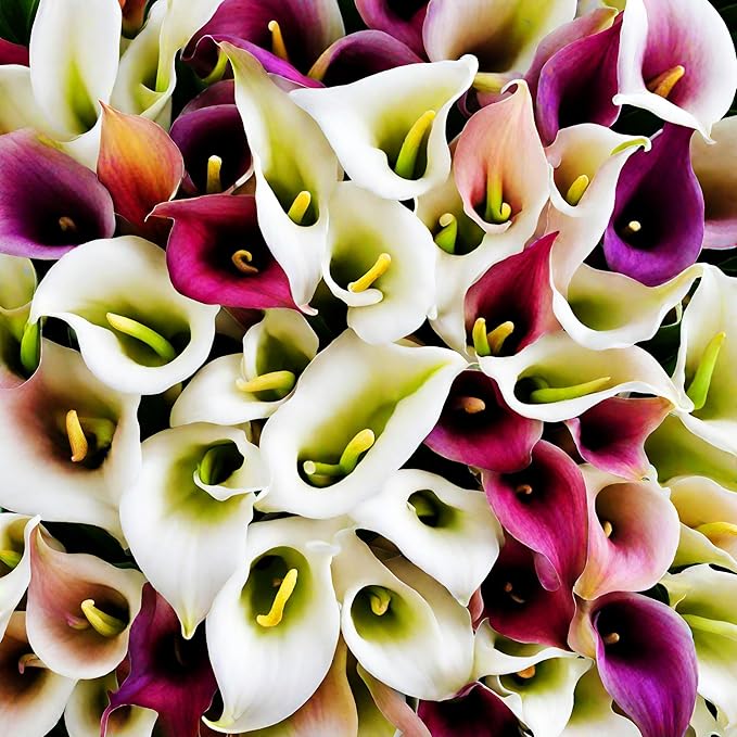 100+ Calla Lily Seeds: Easy Perennial Flowers in a Beautiful Color Mix
