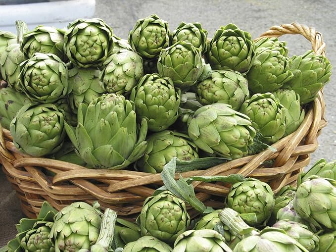 Seeds Vegetable Green Globe Artichoke - 20 Seeds