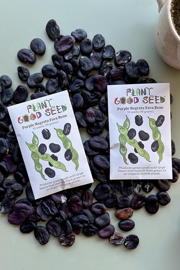 Plant Good Seed Organic Negreta Purple Fava Bean Seeds for Planting: Heirloom Vegetable, Large Dark Violet Beans - 10 Seed Packet