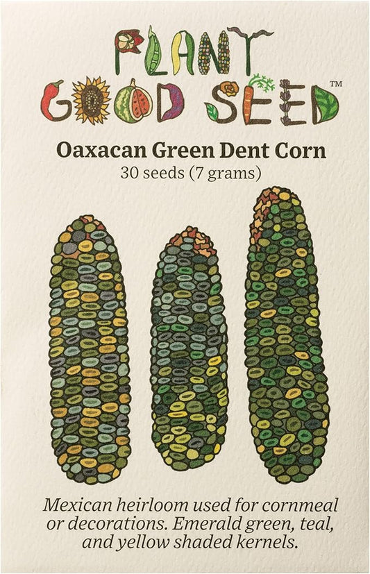 Plant Good Seed Organic Oaxacan Green/Strubbe's Green Dent Corn Seeds for Planting: Soft Starch Field Heirloom, Masa or Flour - 30 Seed Packet