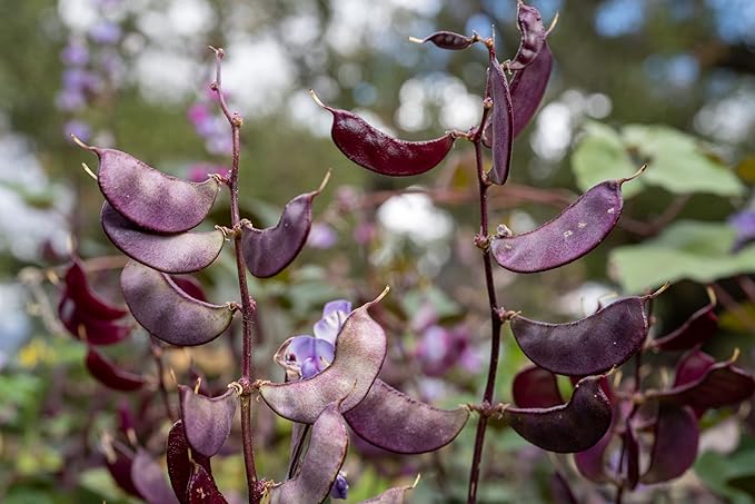 Plant Good Seed Organic Ruby Moon Hyacinth Lablab Bean Seeds for Planting: Vining Plant, Flat Purple Pods - 12 Seed Packet