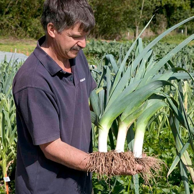 Seeds Leek Fall Giant - Organic
