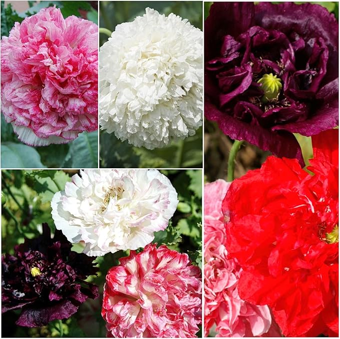 Seed Needs Antique Shades Peony Poppy Seeds for Planting - Heirloom & Open Pollinated Annual Flowers - Grow a Butterfly Garden for Pollinators (1 Pack)