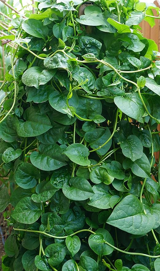Organic Malabar Spinach Seeds/ Asian Vegetable Seeds/ rau mồng tơi Nhật Cao Sản