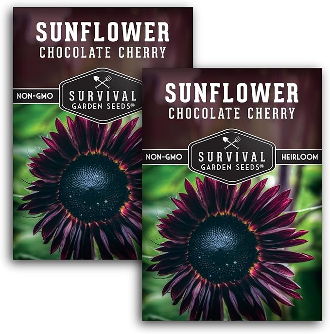 Chocolate Cherry Sunflower Seeds for Planting | Rare Burgundy Black Blooms, 6-7ft Giant Non-GMO Heirloom Flower - Survival Garden Seeds (2 Packs)