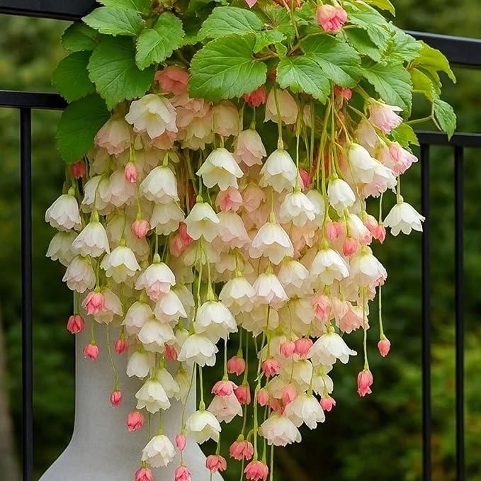 150+ Weeping Begonia Seeds | Cascading Hanging Flowers | Ornamental Garden & Basket Plant Seeds for Garden Outdoor Indoor