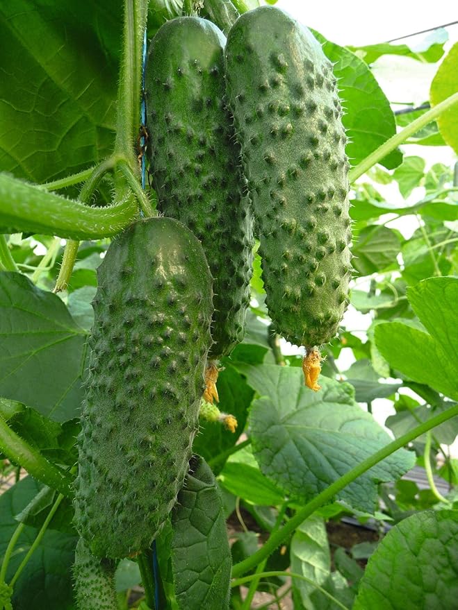 Seeds Vegetable Cucumber Titus Heirloom for Pickling 45 Days - 20 Seeds