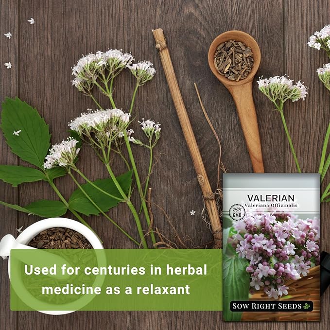 Sow Right Seeds - Valerian Seeds for Planting - Non-GMO Heirloom Packet with Instructions to Plant an Outdoor Herb Garden - Fragrant with Medicinal Benefits - Valerian Root for Sleep & Calm (3)