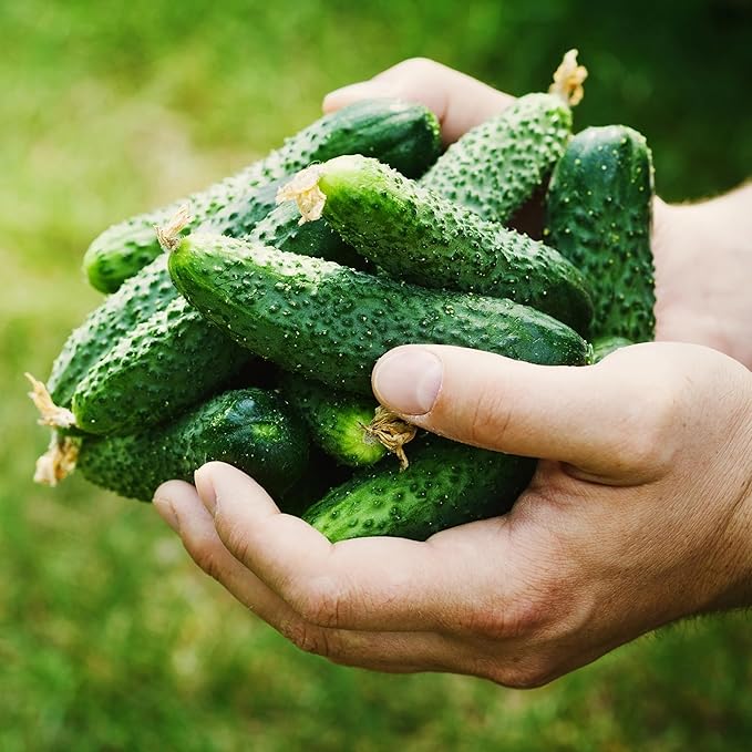 Purely Organic Products Boston Pickling Cucumber Seeds, Heirloom Organic, 3-6 inch Fruits (5 Packets - 20 Grams - Approx 500 Seeds)