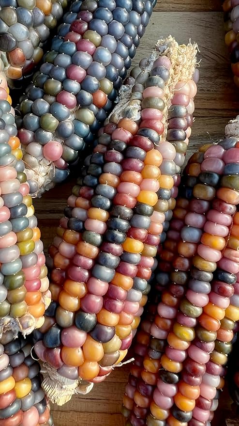 Plant Good Seed Organic Glass Gem Corn Bulk Seeds for Planting: Ornamental Ears, Translucent Kernels - 1,925 Seed Packet (0.5 Pound)