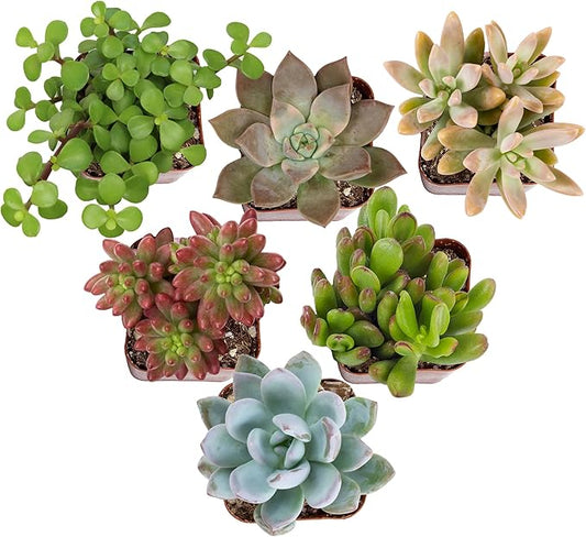 Altman Plants Specialty Live Succulent Plant (6 Pack), No Duplicates, Assorted Succulents Featuring Unique Colors & Shapes, 2 in Pots