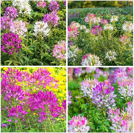 5000+Cleome Spider Organic Flower Seeds for Planting Outdoor Butterflies Pollinator-Friendly