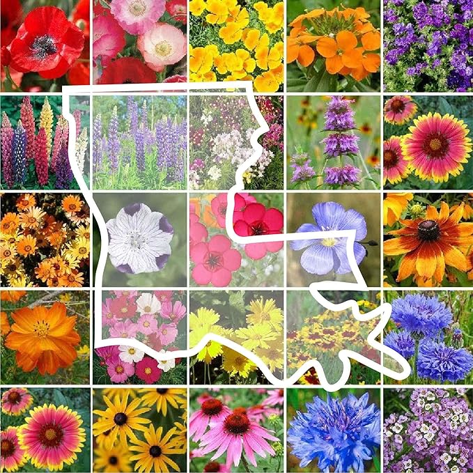 Eden Brothers Louisiana Wildflower Mixed Seeds for Planting, 1/4 lb, 120,000+ Seeds with Lupine, African Daisy | Attracts Pollinators, Plant in Spring or Fall, Zones