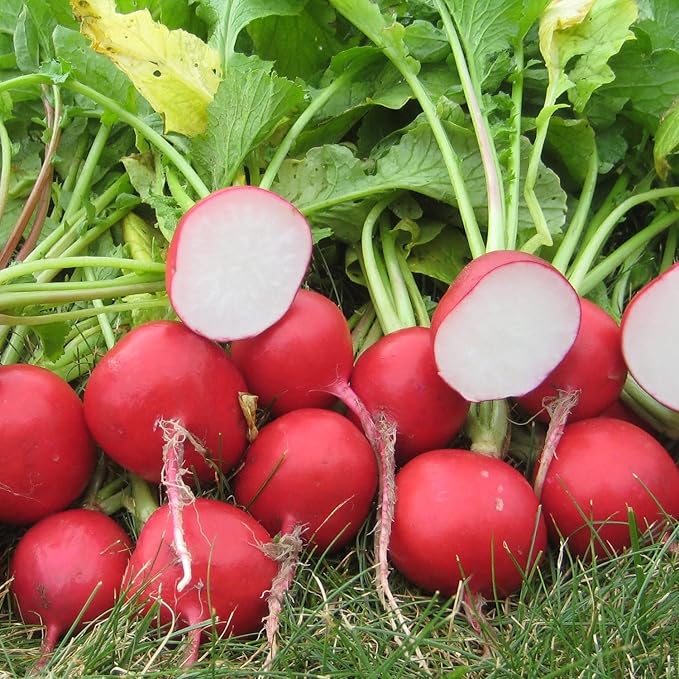 Seeds Red Ball Radish 20 Days Non GMO Vegetable for Planting