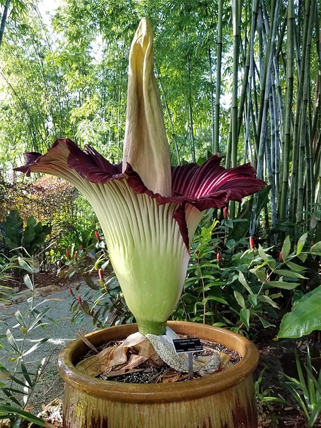 Corpse Flower - World's Largest Flower - 8+ Feet Tall - 10 Seeds - Growing Instructions are Included