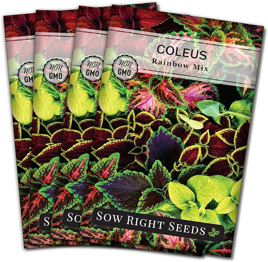 Sow Right Seeds - Rainbow Mix Coleus Seeds for Planting - Non-GMO Heirloom Variety - Vibrant Tropical Plant Blooms - Ideal for Gardeners, Easy to Grow - Indoor/Outdoor Use - Colorful Foliage (4)