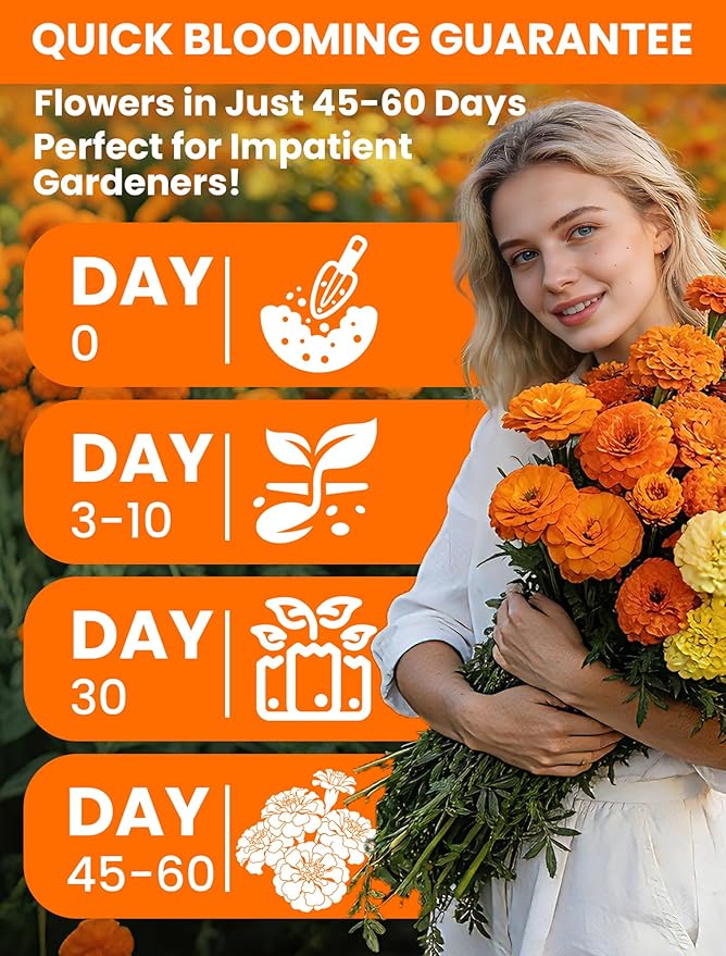 Tri-Color Marigold Seeds Bulk - 60,000+ Heirloom Flower Seeds for Planting Outdoors, Dwarf French Marigolds, Non-GMO Pollinator Magnet with High Germination, Quick Blooming