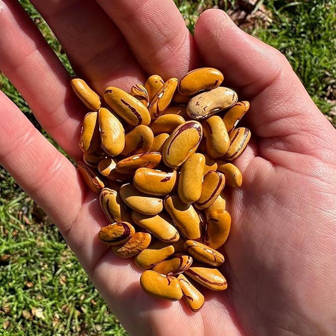 Plant Good Seed Organic Tiger's Eye Bean Seeds for Planting: Heirloom Bush Vegetable, Tan Burgundy Swirled Beans - 18 Seed Packet