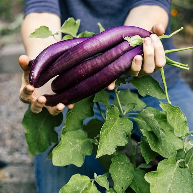 Organic Eggplant Seeds (Long Purple) - Approx 160 Seeds - USDA Organic, Non-GMO, Open Pollinated, Heirloom, USA Origin