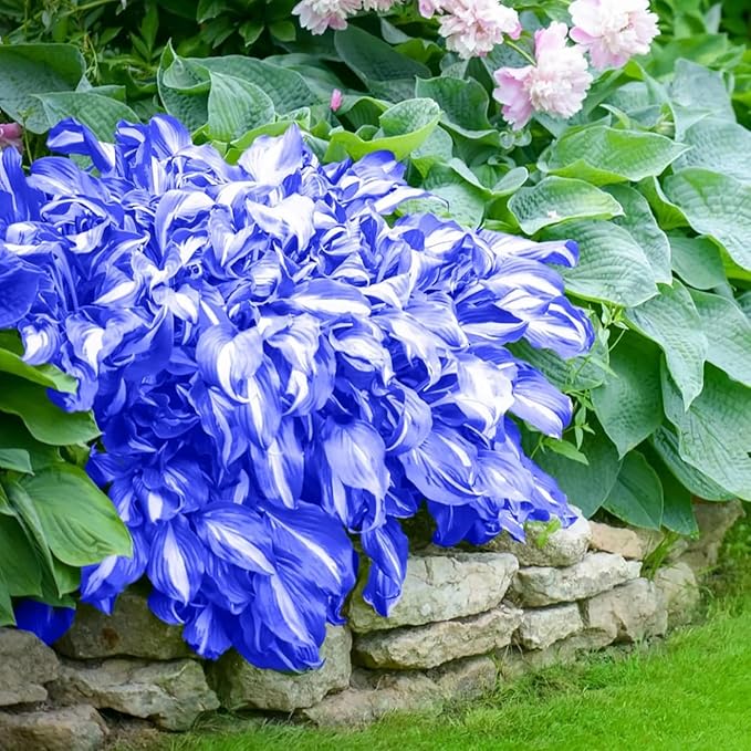 220+ Hosta Seeds Perennial for Planting,Hosta Seeds,Rare Hostas Seed Shade Plant for Garden Low Maintenance