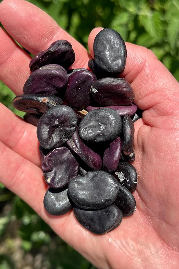 Plant Good Seed Organic Negreta Purple Fava Bean Seeds for Planting: Heirloom Vegetable, Large Dark Violet Beans - 10 Seed Packet