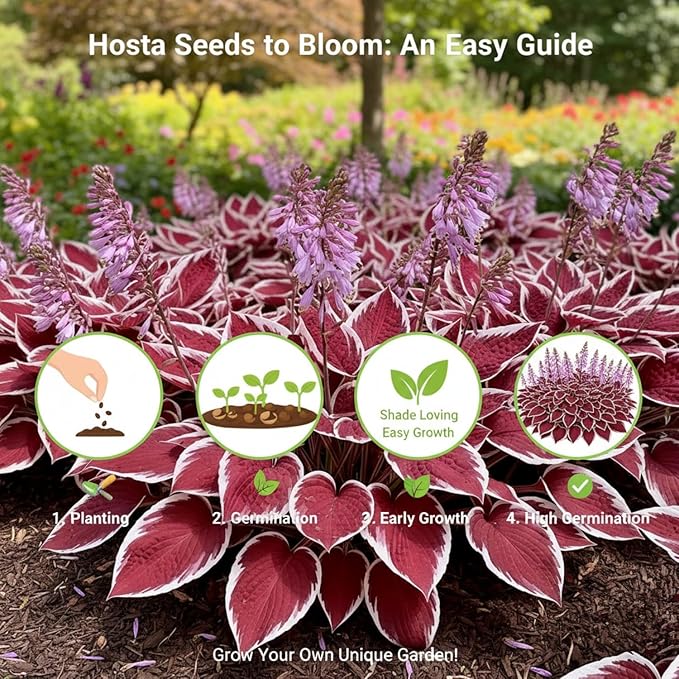 100+ Hosta Seeds for Planting Outdoors, Mixed Color Rare Perennial Flower Seeds, Shade Loving Hosta Plants for Garden Beds, Containers, Patios