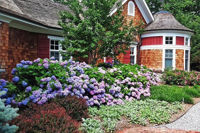 100+ Mix Hydrangea Seeds for Planting Macrophylla Giant Snowball Bonsai Hydrangea Fast Growing Shrub