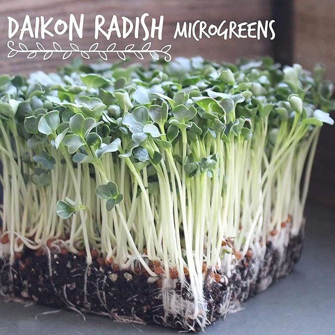 Organic Radish Sprouting Seeds - 4 Oz- Radish Seed for Sprouting Sprouts, Cooking, Soup, Food Storage, Hydroponics, Gardening & More