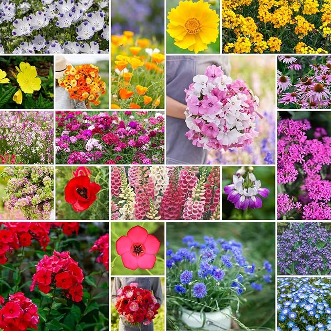 Eden Brothers Partial Shade Wildflower Mixed Seeds for Planting, 1/4 lb, 120,000+ Seeds with Sweet William, Foxglove | Attracts Pollinators, Plant in Spring or Fall, Zones 3, 4, 5, 6, 7, 8, 9, 10