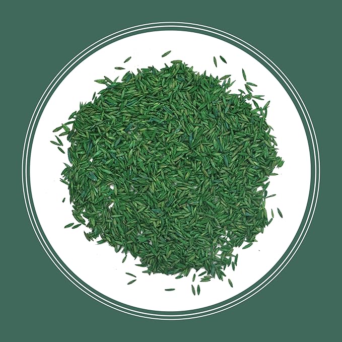 Pennington 100% Kentucky 31 Tall Fescue Penkoted Grass Seed 3 lb