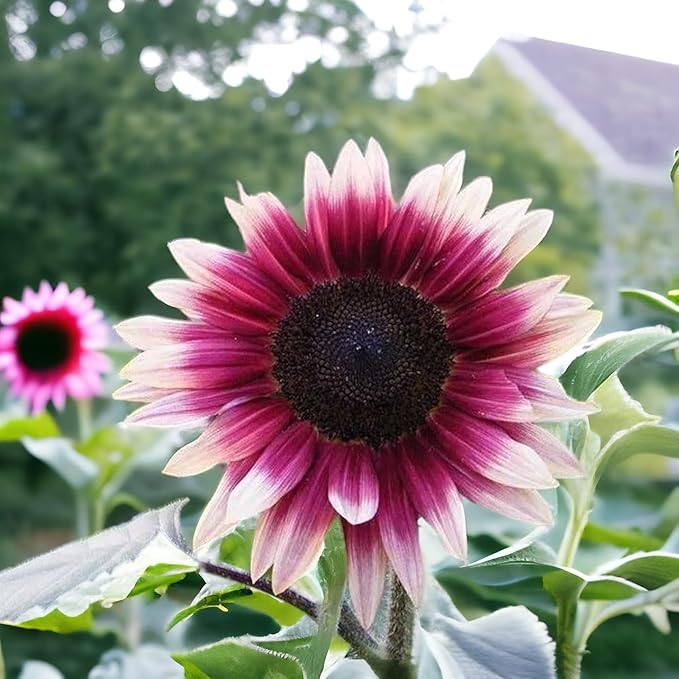 ZEshops 50pcs Rare Strawberry Pink Sunflower Seeds - Non-GMO Heirloom, Easy Grow Instructions Included - Unique Garden Addition