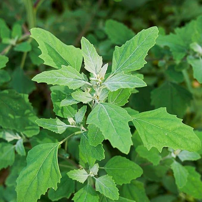 KVITER 10000 Lambs Quarter Seeds (Chenopodium Album) - White Goosefoot Seeds, – Heirloom & Edible Weeds – Ideal Non-GMO Herb Seeds for Organic Spinach Substitute in Home Gardens