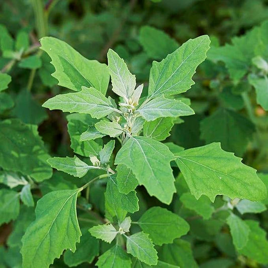 KVITER 10000 Lambs Quarter Seeds (Chenopodium Album) - White Goosefoot Seeds, – Heirloom & Edible Weeds – Ideal Non-GMO Herb Seeds for Organic Spinach Substitute in Home Gardens