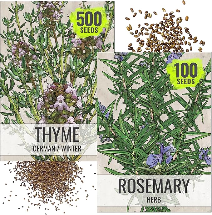 Seed Needs Rosemary & Thyme Seeds for Planting Fresh Kitchen Herbs - Non-GMO Heirloom & Untreated Perennial Herb Seed to Plant a Culinary Garden Indoors or Outdoors (2 Pack Duo)