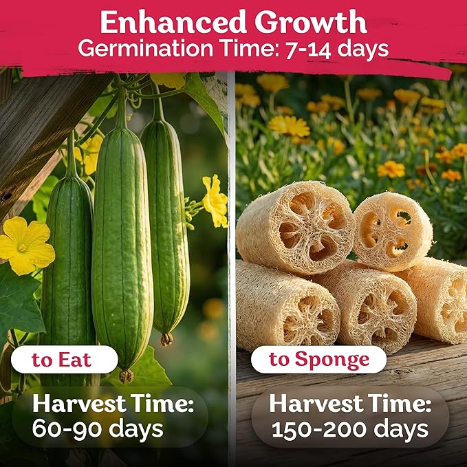KVITER 40 Luffa Seeds (Luffa Aegyptiaca) – Loofa, Loofah Sponge Gourd Heirloom Seeds, Ideal Non GMO & Organic Natural Sponge – Loofah Seed for Planting from USA to Grow in Your Home Vegetable Garden