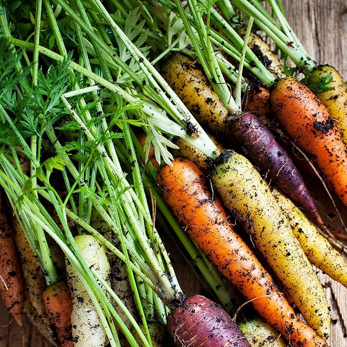 Organic Carrot Seeds (Rainbow Blend) - Approx 500 Seeds - USDA Organic, Non-GMO, Open Pollinated, Heirloom, USA Origin
