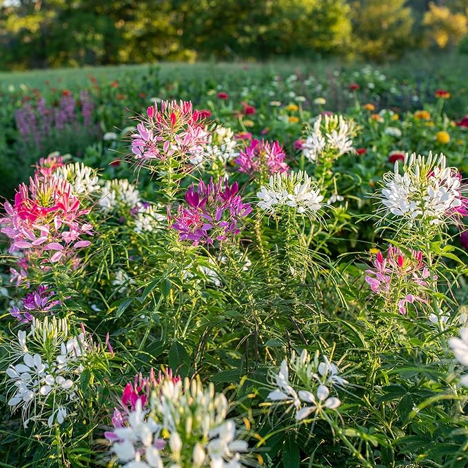 5000+Cleome Spider Organic Flower Seeds for Planting Outdoor Butterflies Pollinator-Friendly