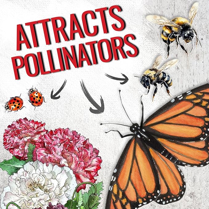 Seed Needs, Antique Shades Peony Poppy Seeds - 5,000 Heirloom Seeds for Planting Papaver paeoniflorum - Attracts Butterflies & Other Pollinators (5 Packs)