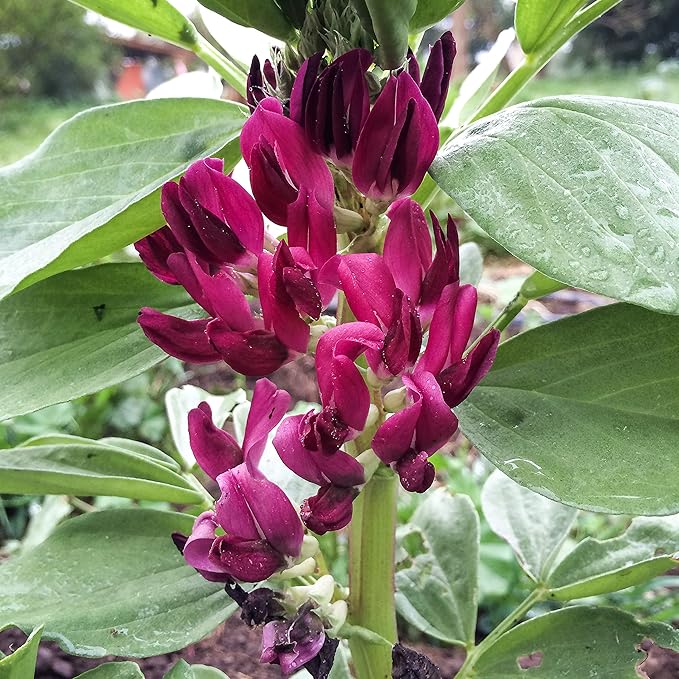 Plant Good Seed Organic Crimson Flowered Fava Bean Seeds for Planting: Heirloom Vegetable, Dark Pink Flowers - 7 Seed Packet