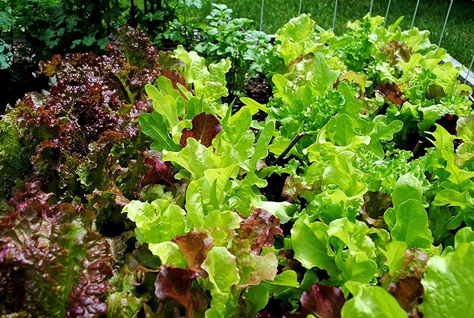 1000+ Seeds Indoor Vitamin Baby Lettuce 20 Days for Salad - Vegetable Mix