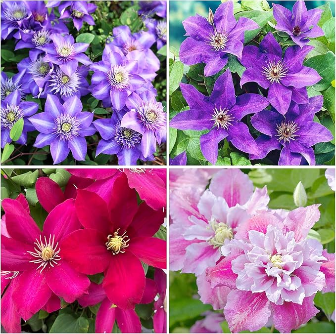 200+Perennial Mixed Clematis Vine Flower Seeds for Planting Outdoor-Clematis Hybridas Plant Garden Home Non-GMO