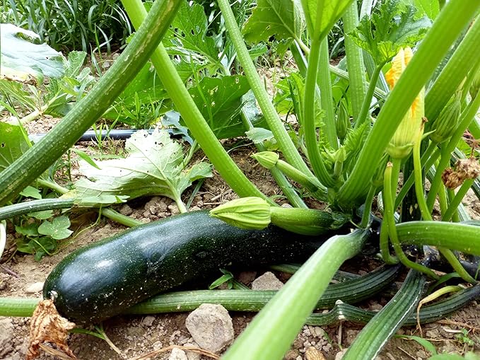 25 Organic Black Beauty Zucchini Summer Squash Seeds for planting. Non GMO and Heirloom. 3 grams of seeds. Garden Vegetable Survival