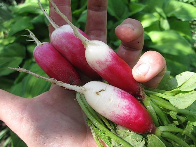 Seeds French Radish 18 Days Early Heirloom Vegetable for Planting Non GMO