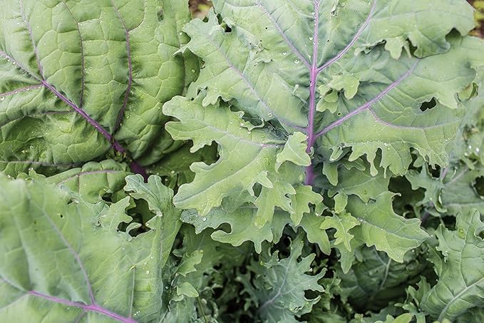 Burpee Red Winter Kale Seeds 345 seeds