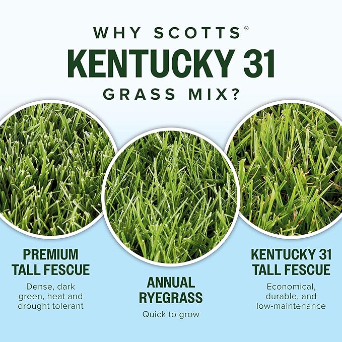 Scotts Kentucky 31 Grass Seed Mix - Premium Lawn Grass Seed, Covers Up to 10,000 sq. ft., 40 lb