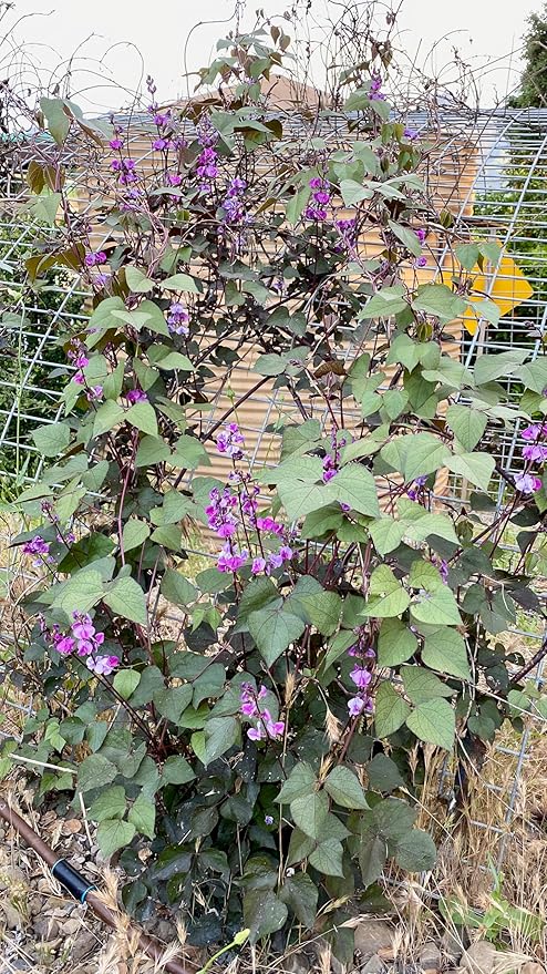 Plant Good Seed Organic Ruby Moon Hyacinth Lablab Bean Seeds for Planting: Vining Plant, Flat Purple Pods - 12 Seed Packet