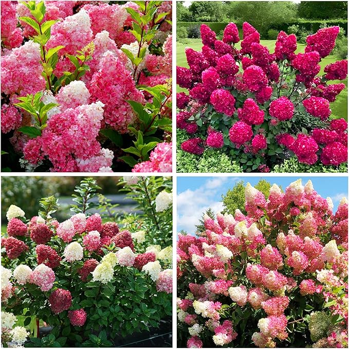50+Vanilla Strawberry Hydrangea Geranium Flower Seed for Planting Outdoor Garden Home Attracts Bees Butterflies